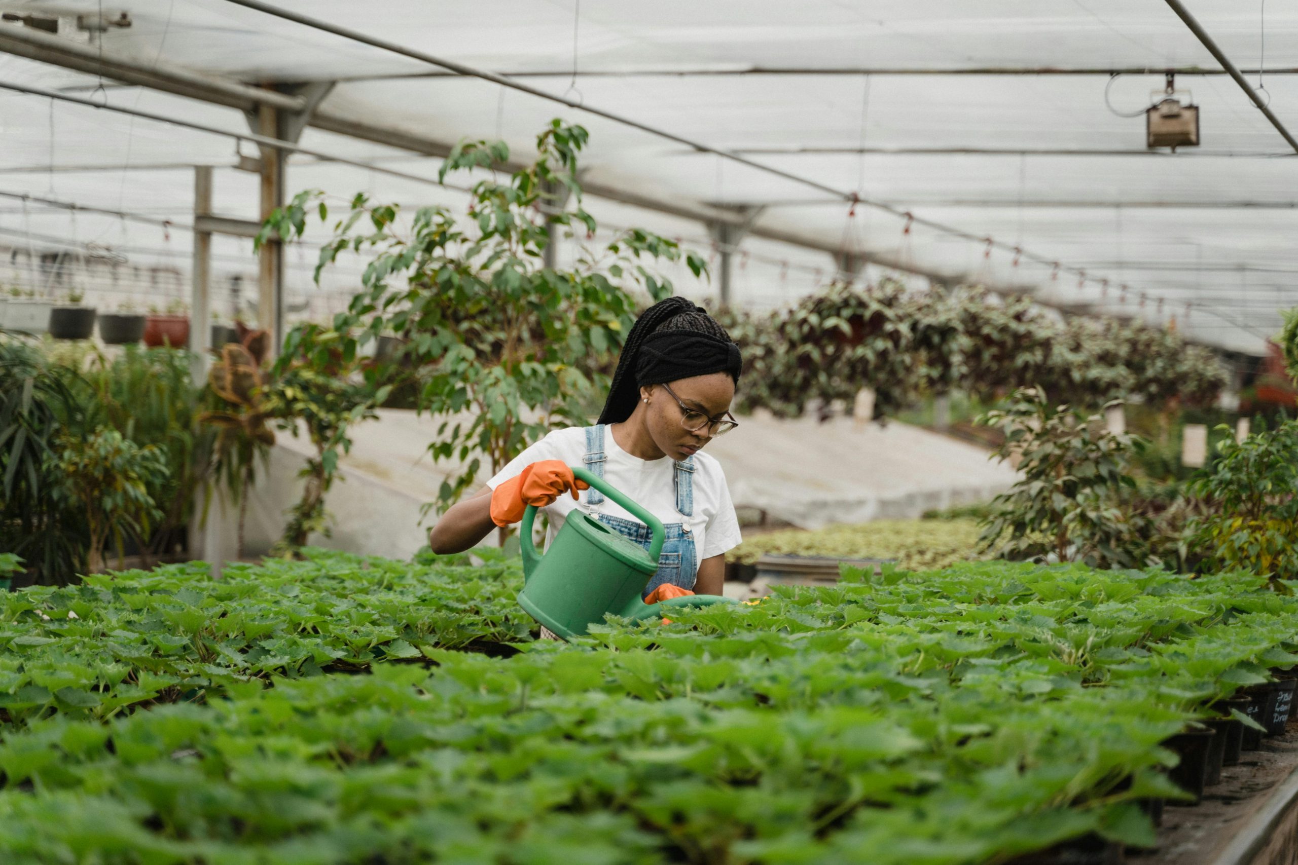 Lady watering plants in a greenhouse