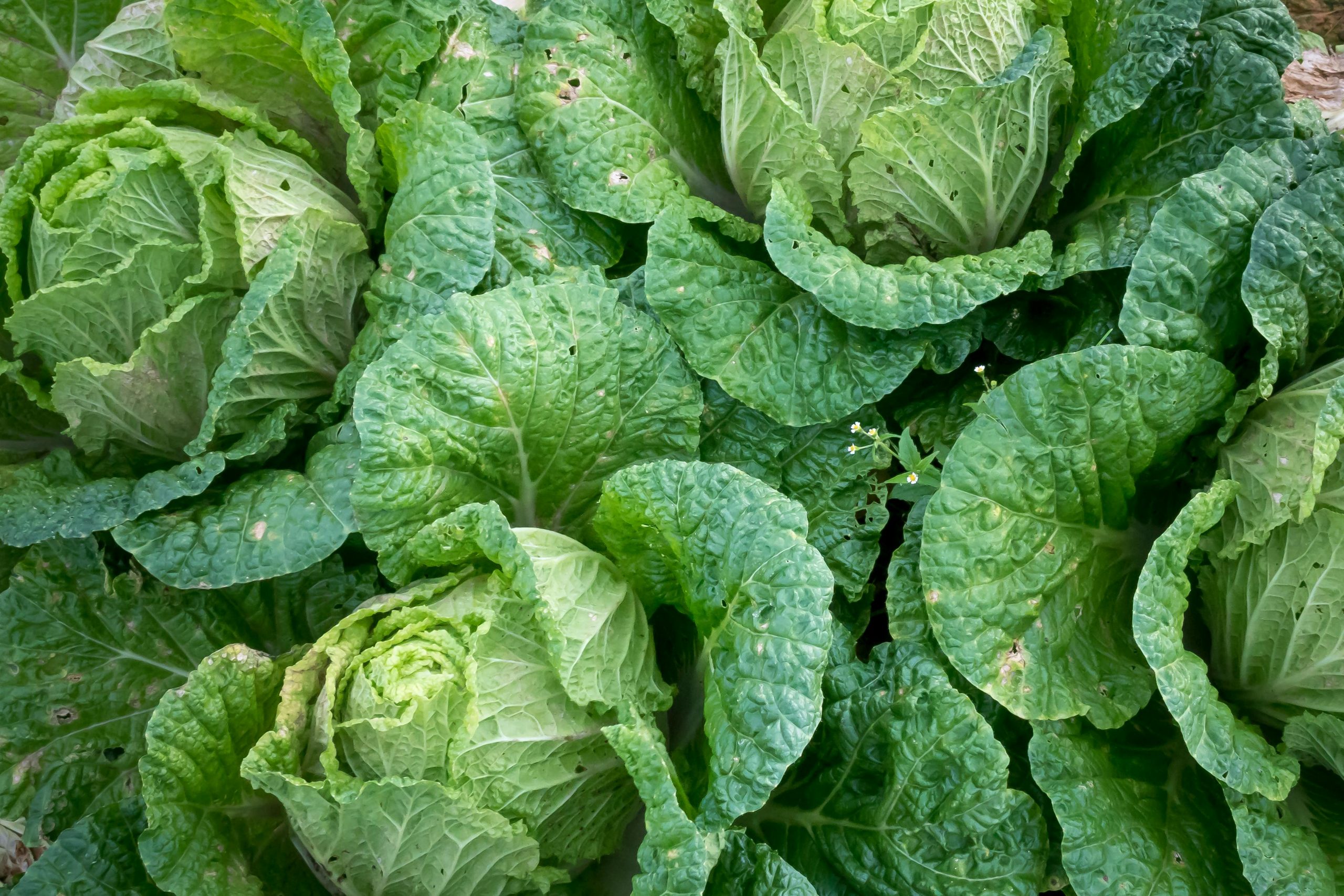 Closeup of cabbage on a farm