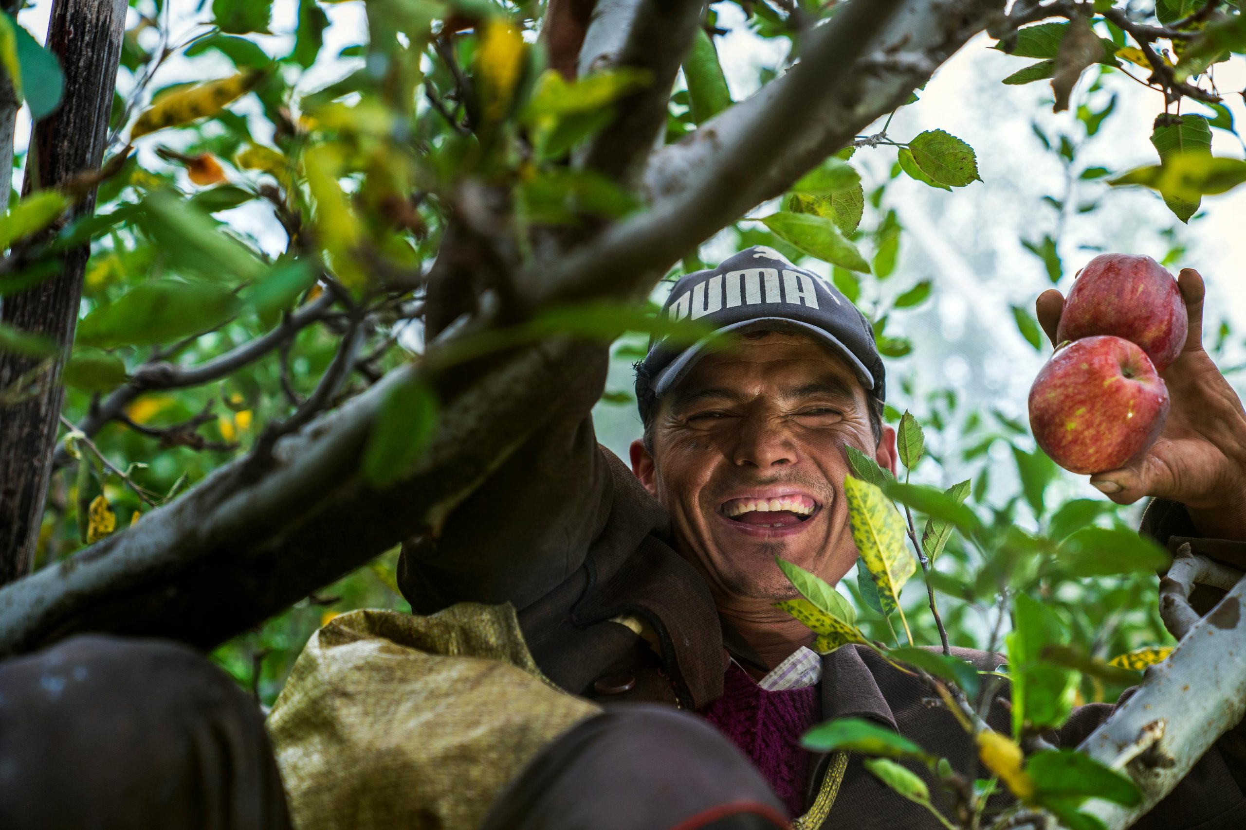 Man picking apple from tree and smiling