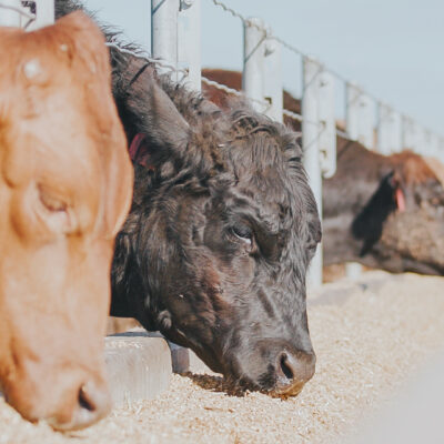Sapphire Feedlot